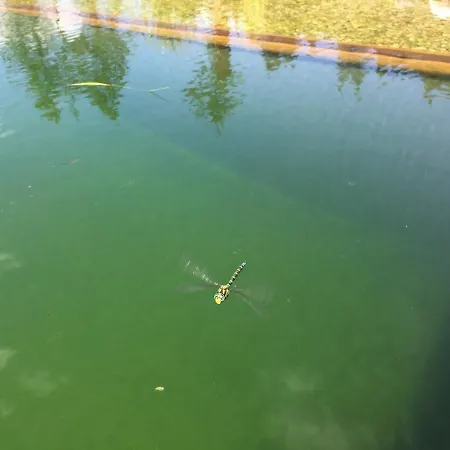 Augihuette Domek alpejski Abtenau